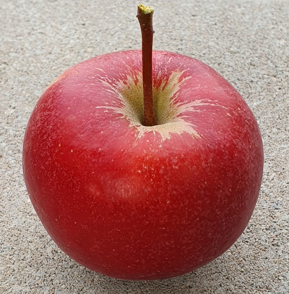 Bio Apfel Elstar Obst Von Bauer