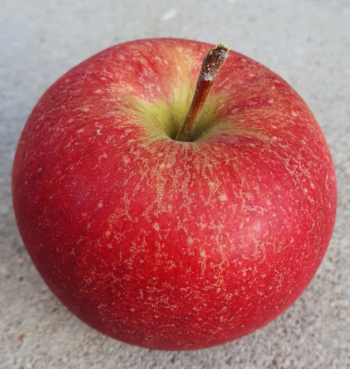 Bio Apfel Pinova Obst von Bauer