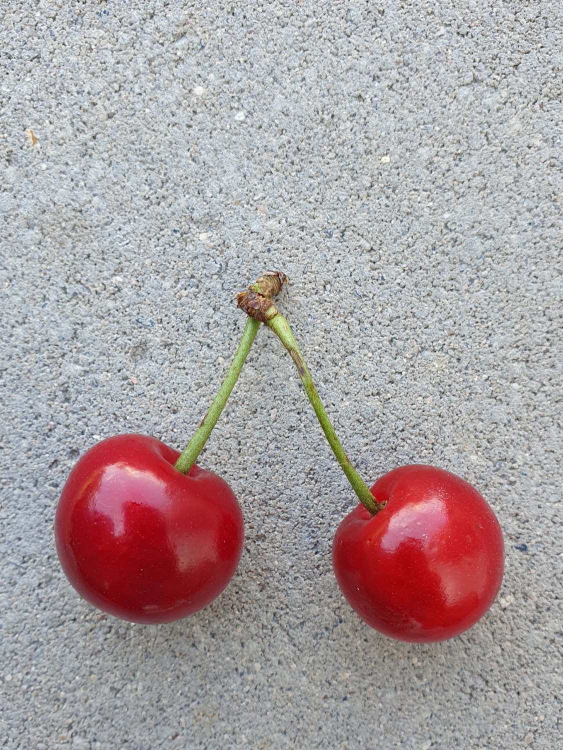 BIO Sauerkirsche Obst von Bauer